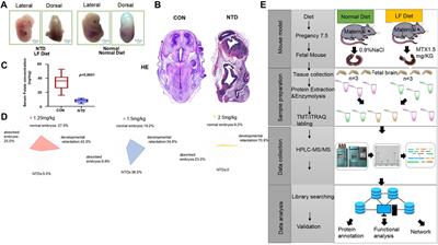 Multiplexing of TMT labeling reveals folate-deficient diet-specific proteome changes in NTDs